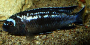 Pseudotropheus interruptus 'Machili Island'